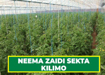 NEEMA ZAIDI SEKTA KILIMO